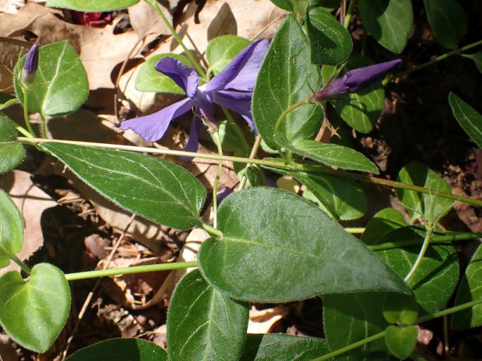 Vinca major subsp. balcanica