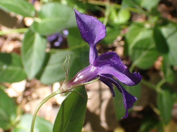 Vinca major subsp. balcanica