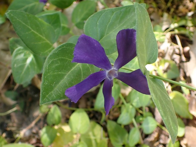 Vinca major subsp. balcanica