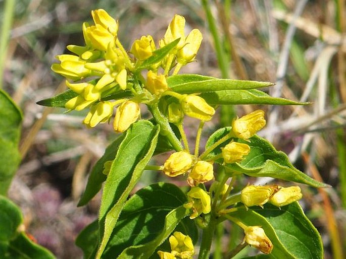 VINCETOXICUM HIRUNDINARIA subsp. NIVALE (Boiss. et Heldr.) Markgr. - tolita / luskáč