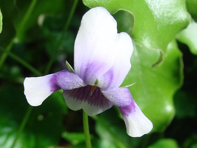 Viola banksii