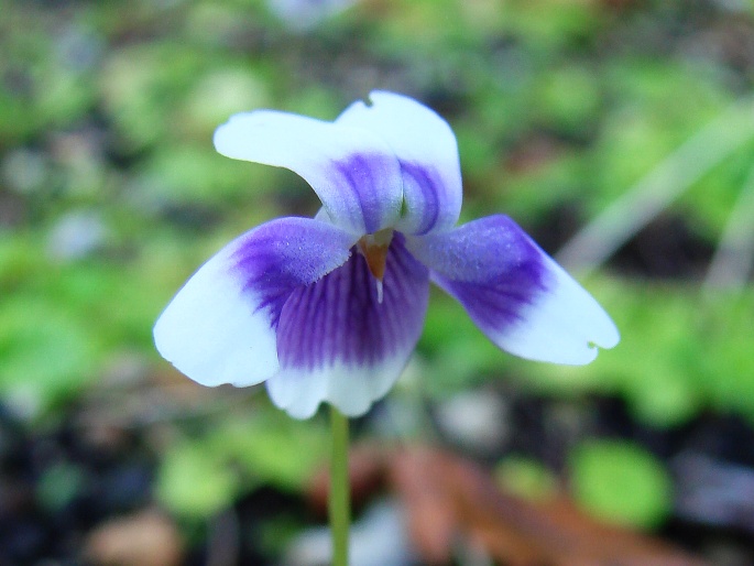 VIOLA HEDERACEA Labill. – violka / fialka