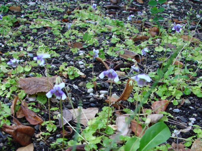 Viola banksii