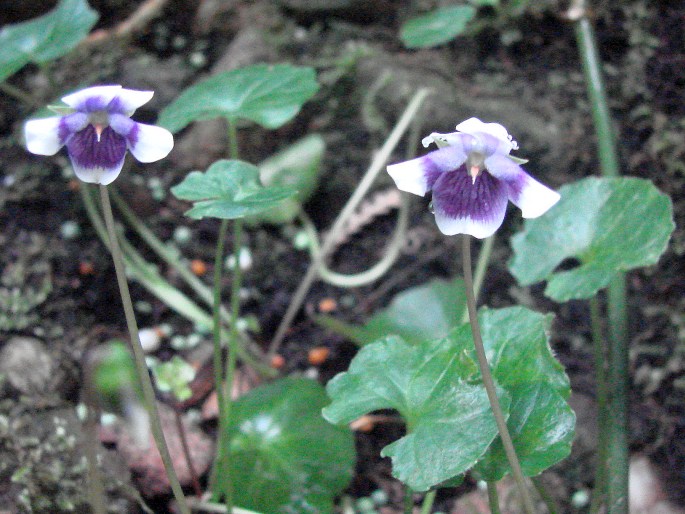 Viola banksii