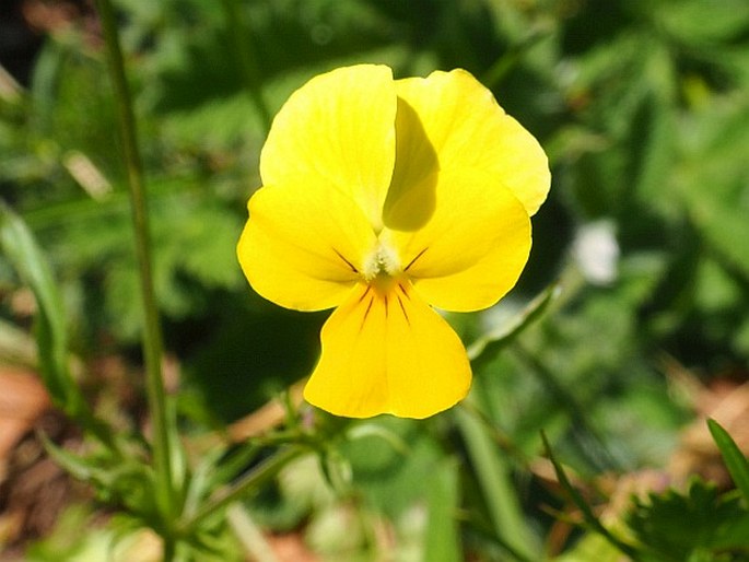 Viola aetolica