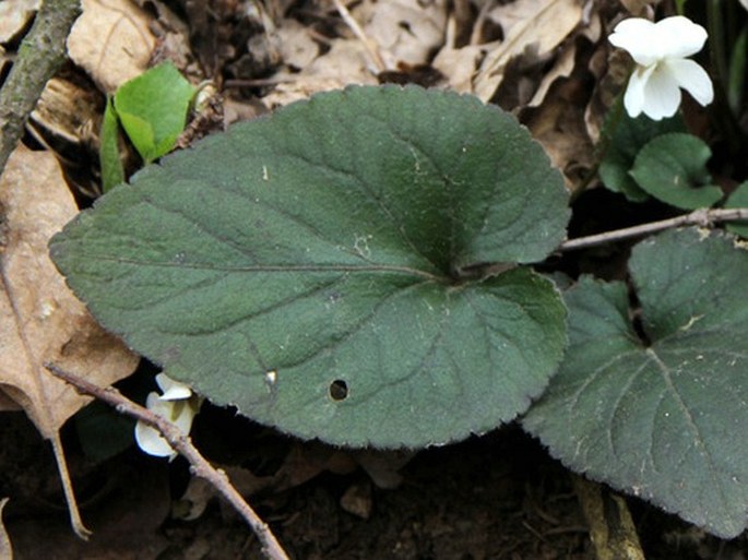 Viola alba subsp. alba