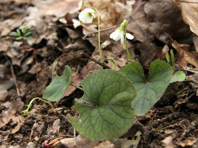 Viola alba subsp. alba