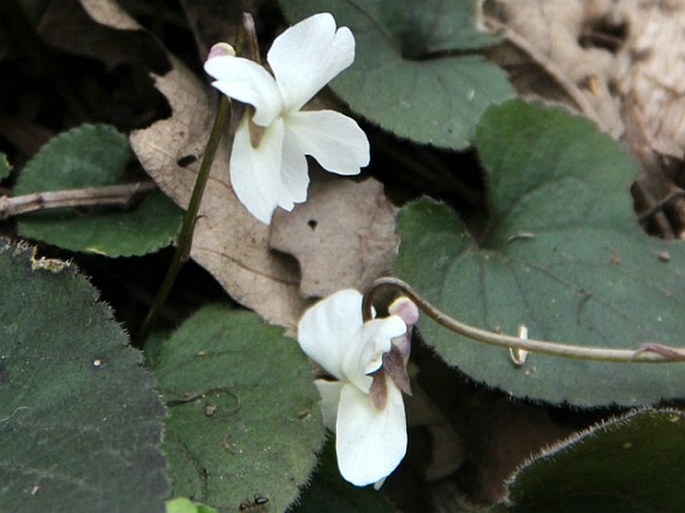 Viola alba subsp. alba