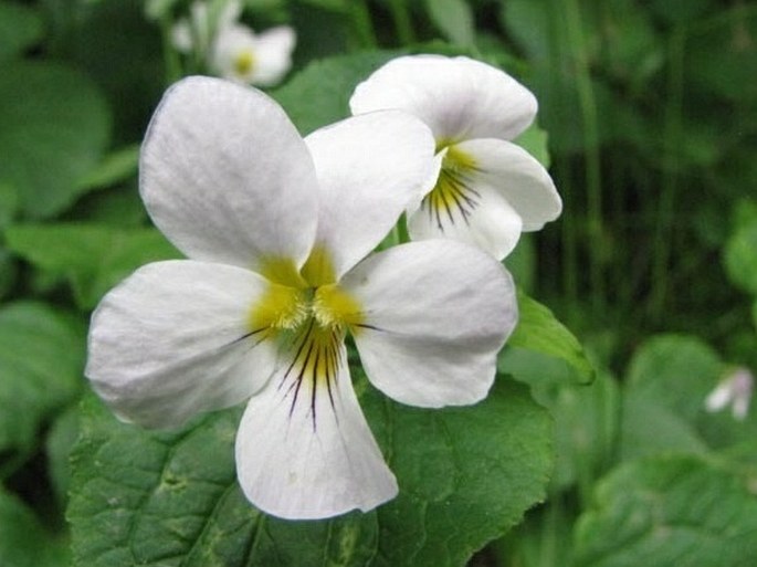 Viola canadensis