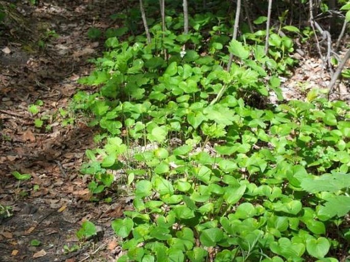 Viola canadensis