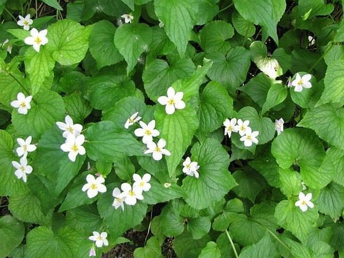 Viola canadensis