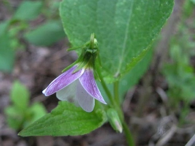 Viola canadensis