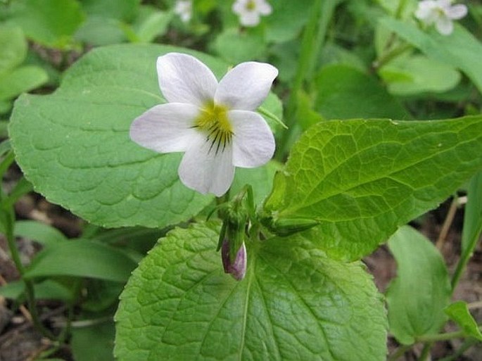 Viola canadensis