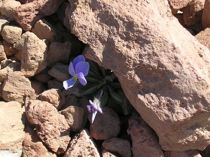 Viola cheiranthifolia