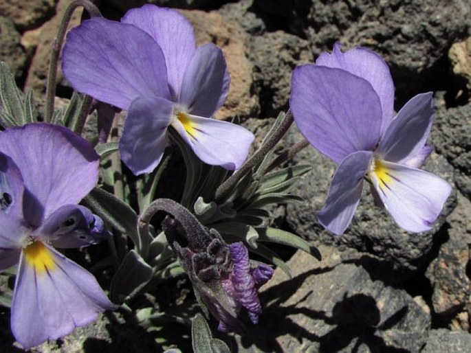 Viola cheiranthifolia