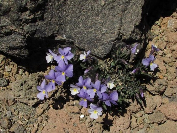 Viola cheiranthifolia