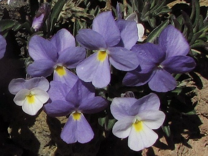 Viola cheiranthifolia