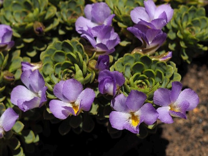 VIOLA COTYLEDON Ging. - violka / fialka