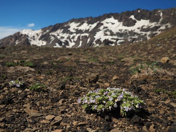 Viola cotyledon