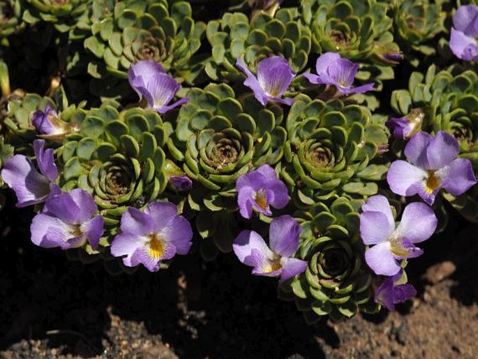 Viola cotyledon