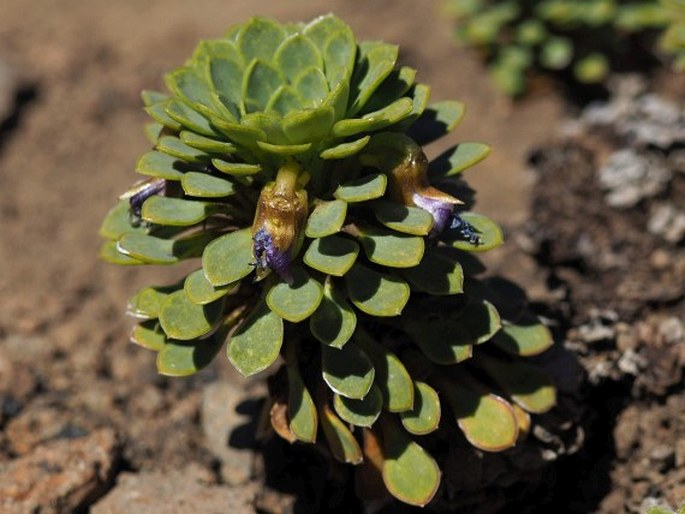 Viola cotyledon