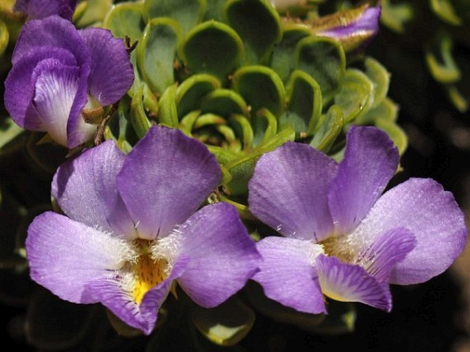 Viola cotyledon