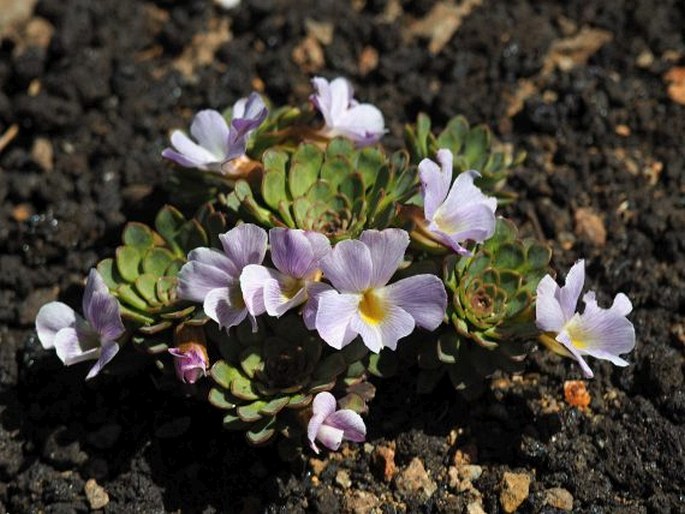 Viola cotyledon