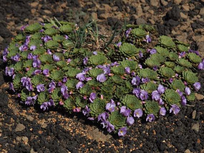 Viola cotyledon