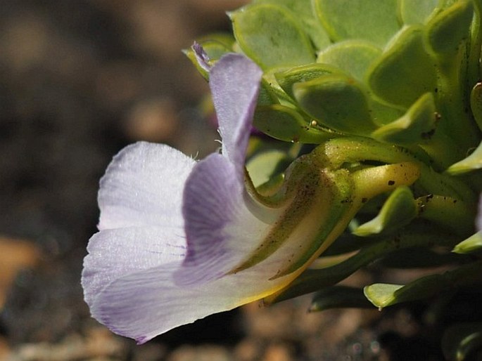 Viola cotyledon