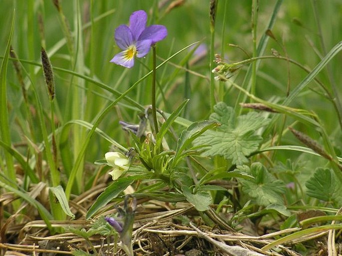 Viola tricolor subsp. curtisii