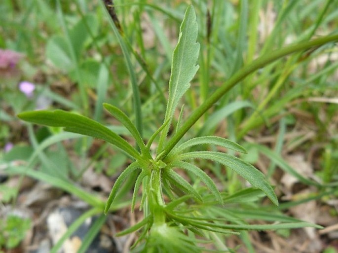 Viola tricolor subsp. curtisii