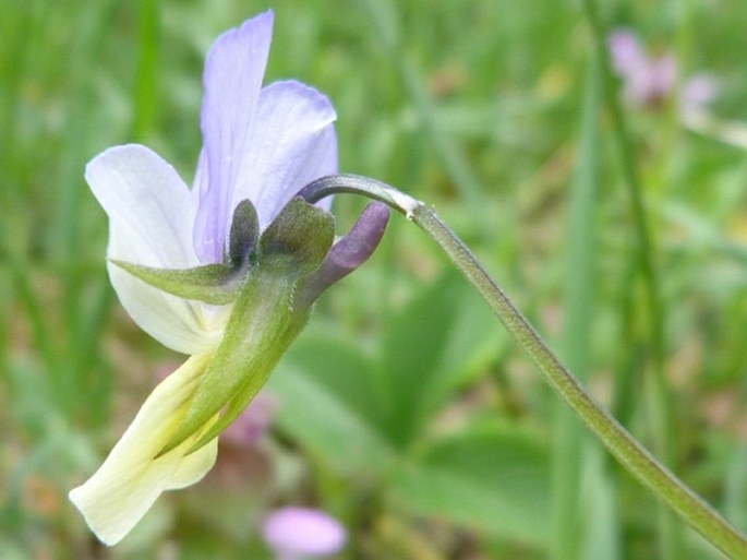 Viola tricolor subsp. curtisii