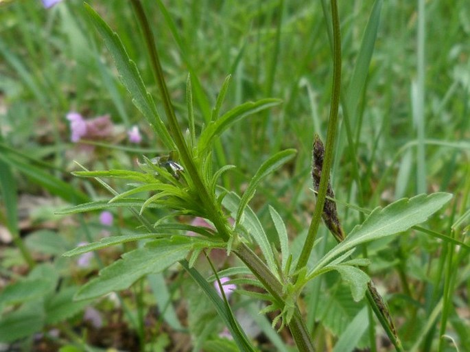 Viola tricolor subsp. curtisii