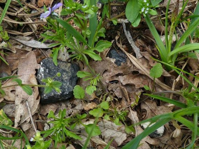 Viola tricolor subsp. curtisii