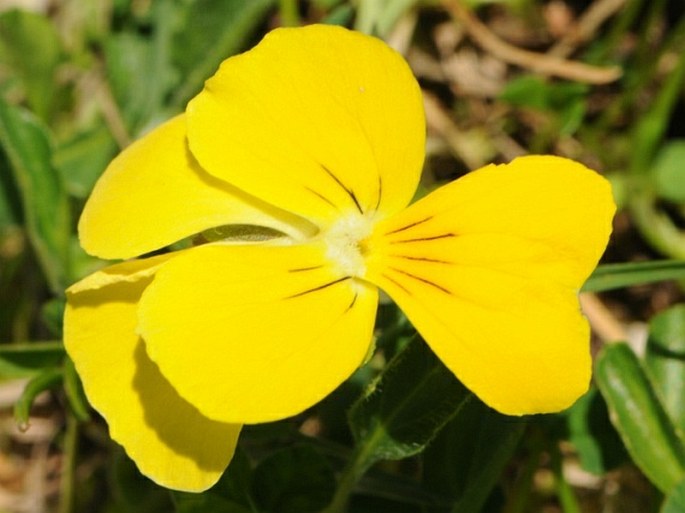 Viola eugeniae