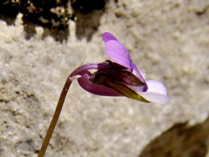 Viola heldreichiana