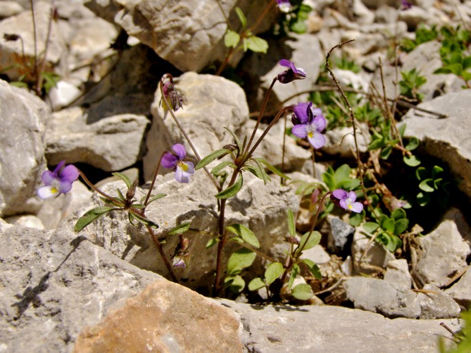 Viola heldreichiana