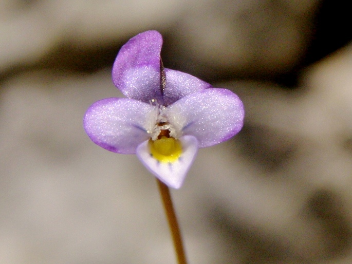 Viola heldreichiana