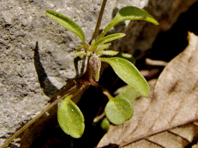 Viola heldreichiana