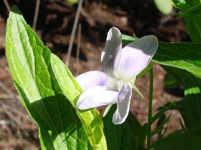 VIOLA JORDANII Hanry - violka / fialka