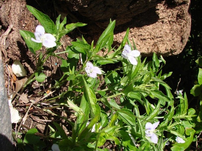 Viola jordanii