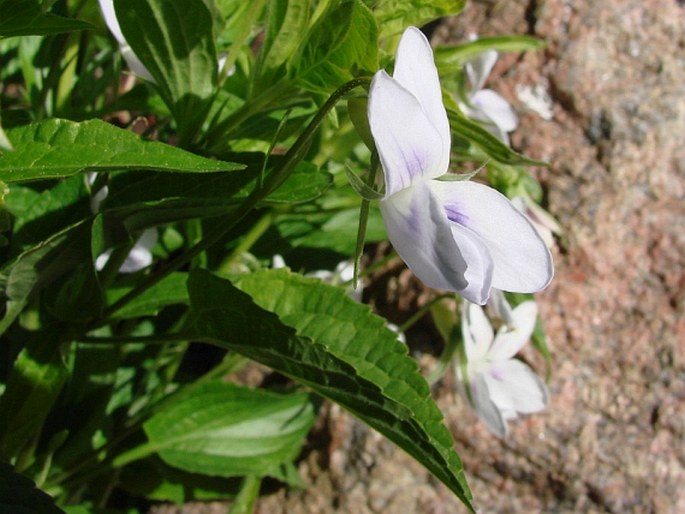 Viola jordanii