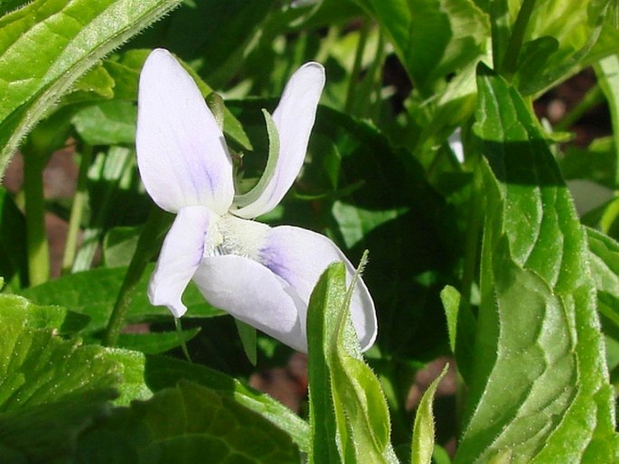 Viola jordanii