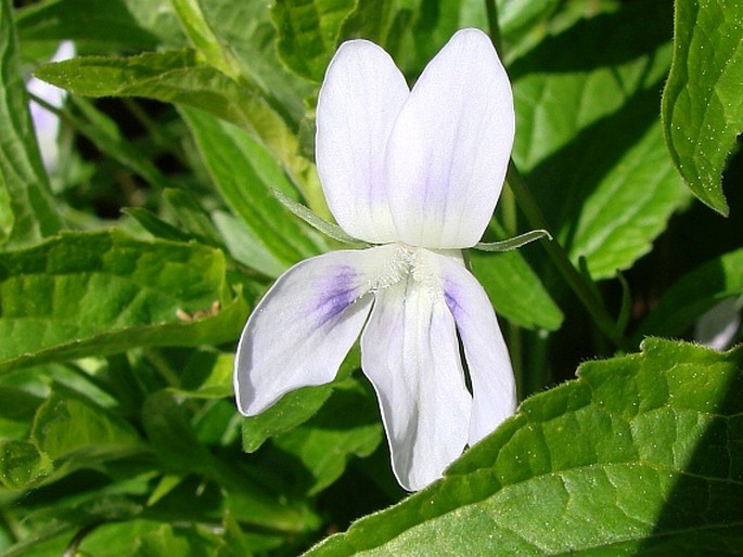 Viola jordanii
