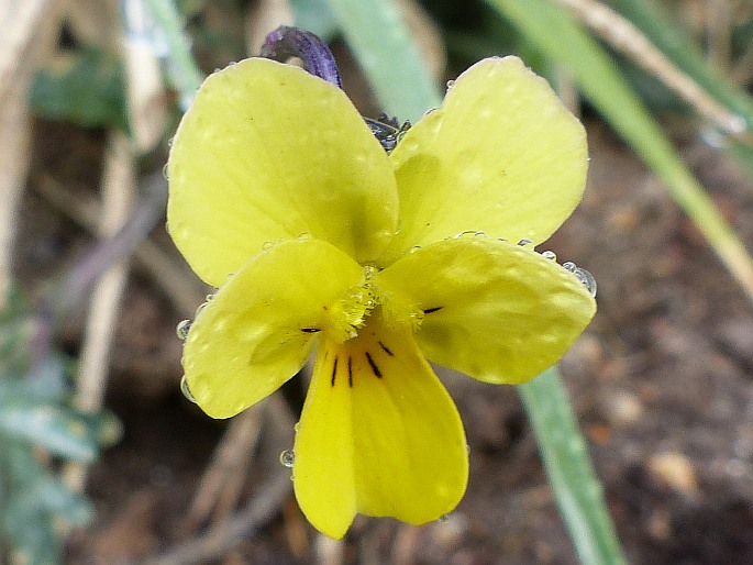 Viola langeana