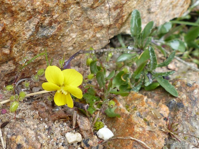 Viola langeana