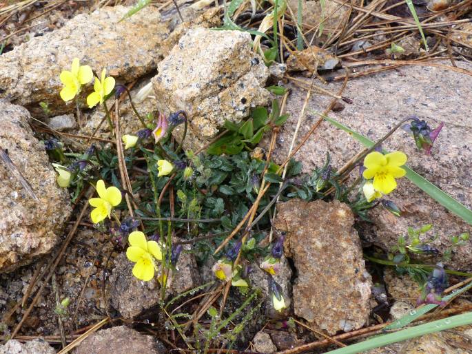 Viola langeana