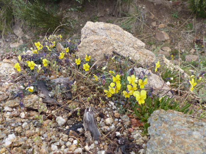 Viola langeana