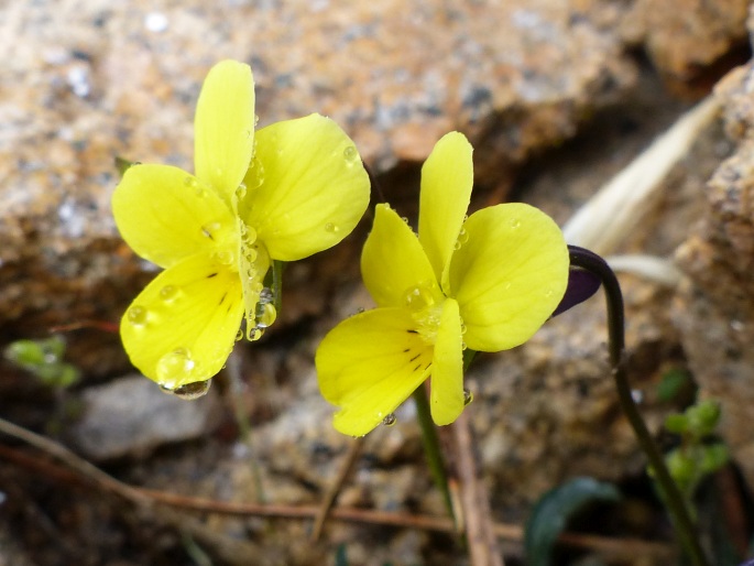 Viola langeana