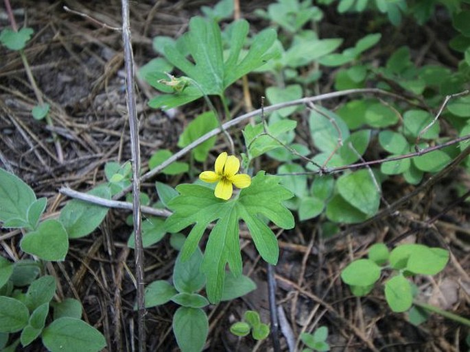 Viola lobata